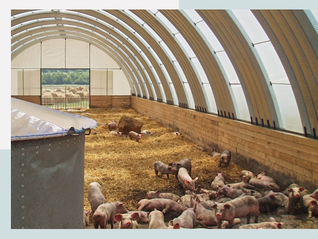 Строительство свинарников в Владивостоке